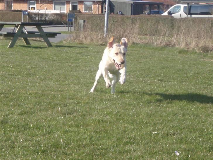 Labrador retriever Diddi billede 13