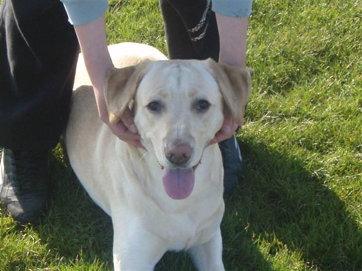 Labrador retriever Diddi billede 14