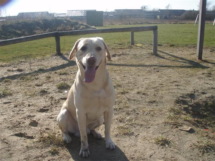 Labrador retriever Diddi billede 15