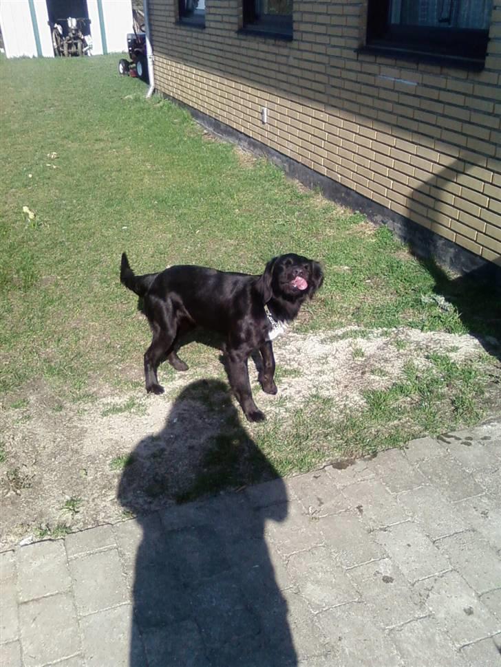 Blanding af racer Simba<3 <3 RIP billede 9