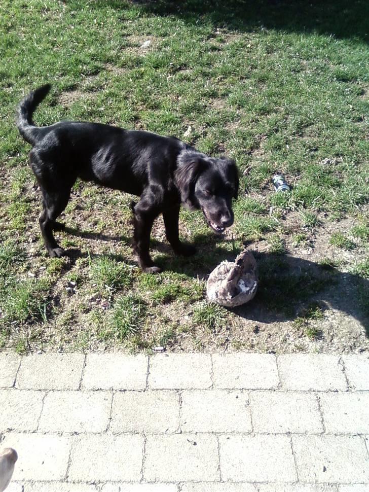 Blanding af racer Simba<3 <3 RIP billede 10