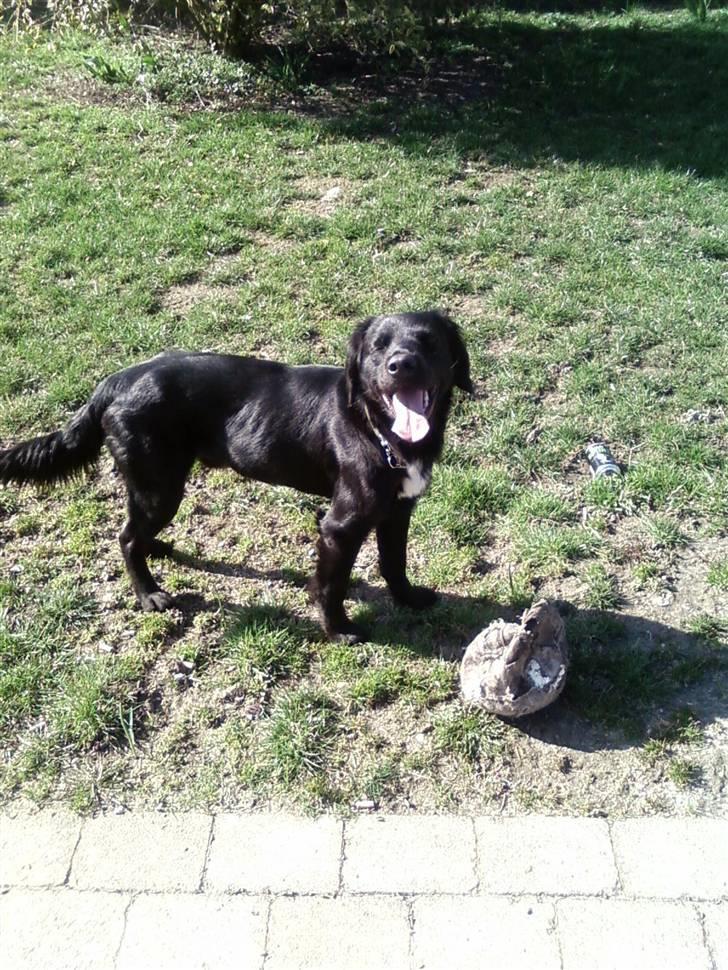 Blanding af racer Simba<3 <3 RIP billede 11