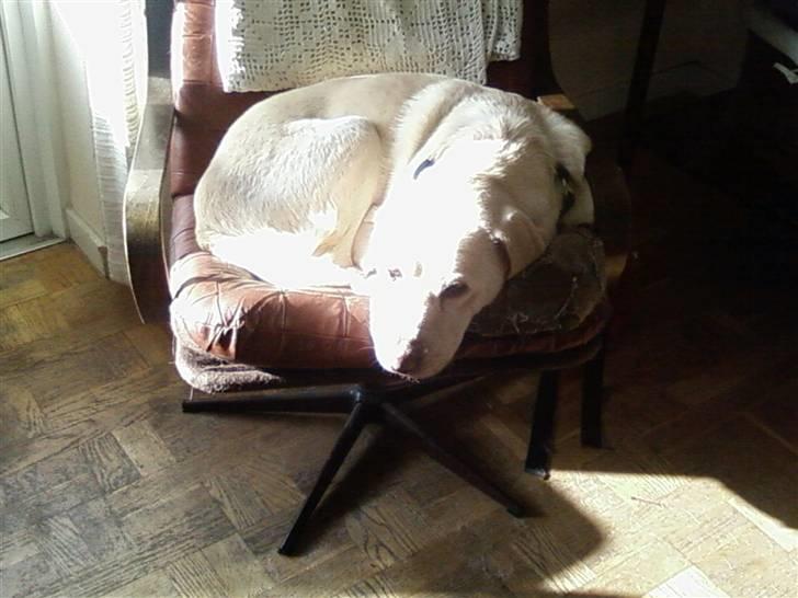 Labrador retriever max  billede 14