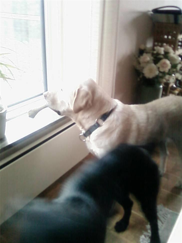 Labrador retriever max  billede 15