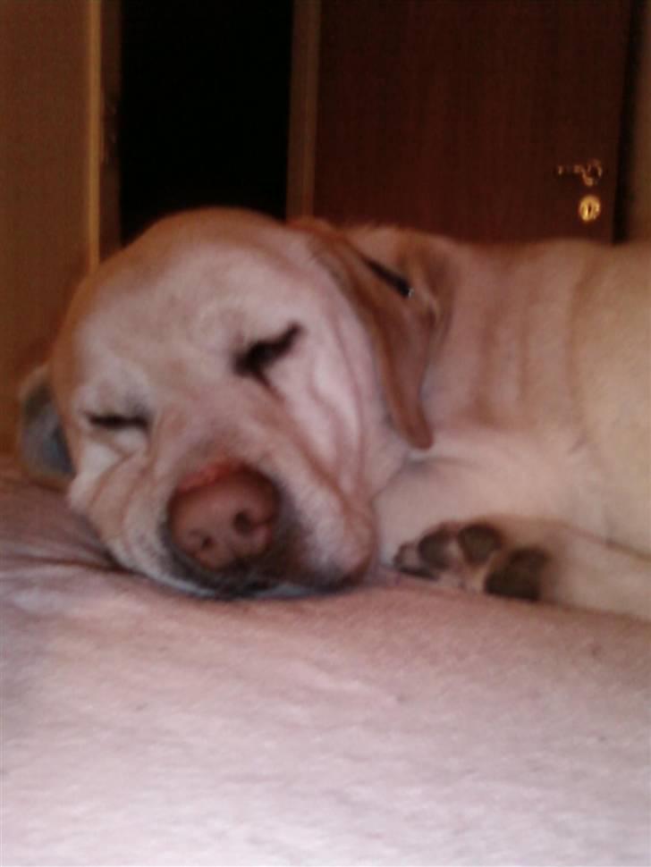 Labrador retriever max  billede 16