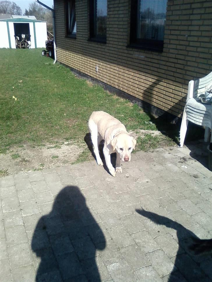 Labrador retriever max  billede 17