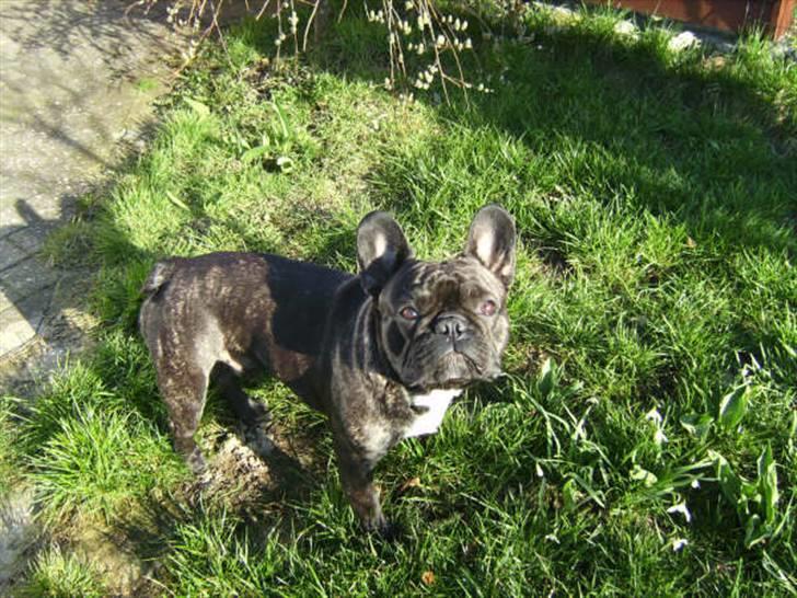 Fransk bulldog Jokerface Boss Hoss  billede 5