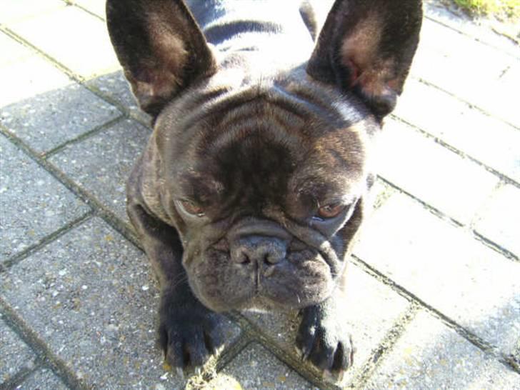 Fransk bulldog Jokerface Boss Hoss  billede 6