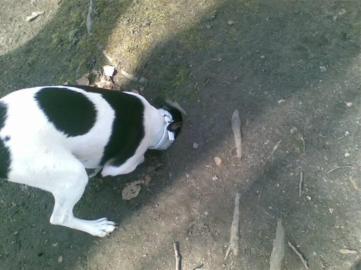 Dansk svensk gaardhund Joy  - Joy den hovedeløs hehe billede 12