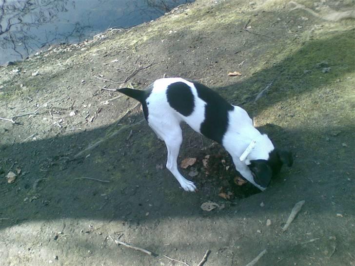 Dansk svensk gaardhund Joy  - Jeg skal nok få den mus :P  billede 13