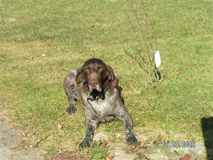 Korthåret hønsehund bonni *rip* - god hund :) billede 7