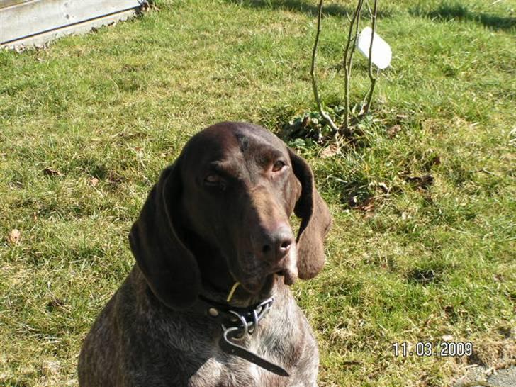 Korthåret hønsehund bonni *rip* - hejsa med dig :) billede 8