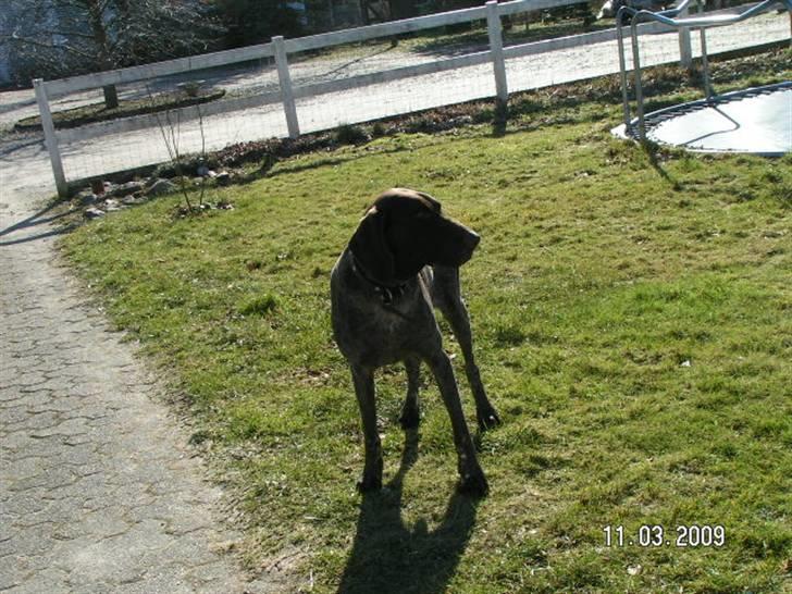 Korthåret hønsehund bonni *rip* - smuke bonni :) billede 9