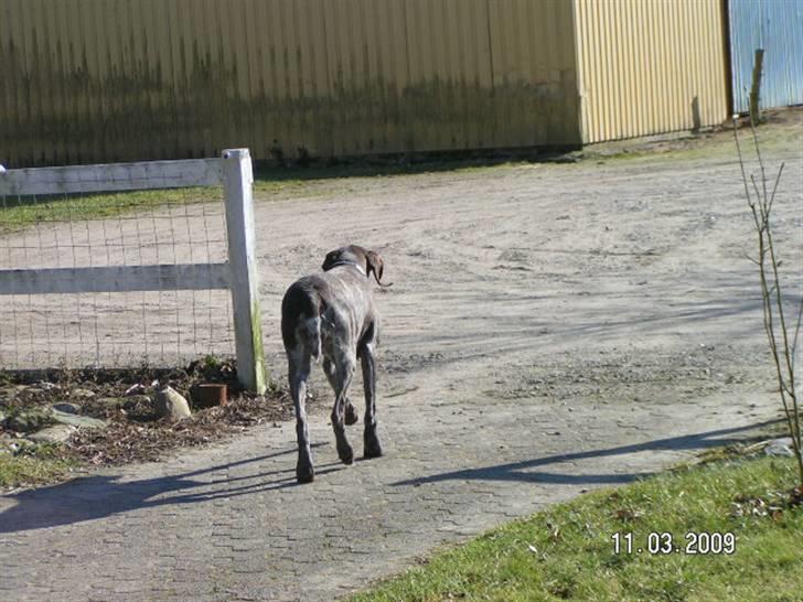 Korthåret hønsehund bonni *rip* - hej hej vi ses ps vis du er sød må du gern gid en besk :) billede 10