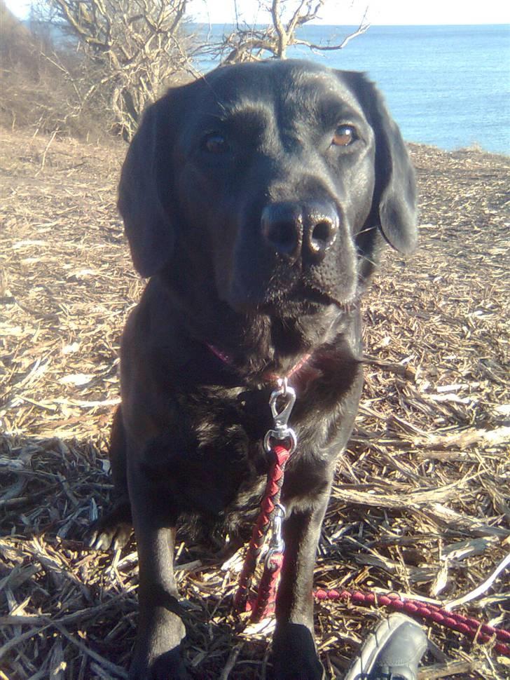 Labrador retriever Blacky billede 1