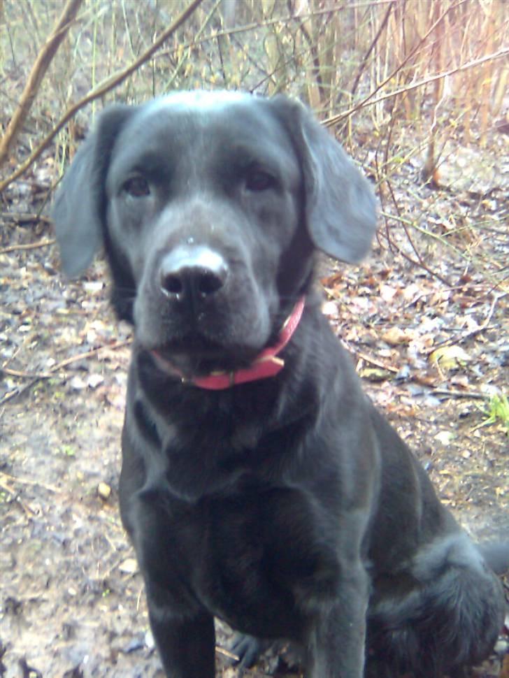 Labrador retriever Blacky billede 2