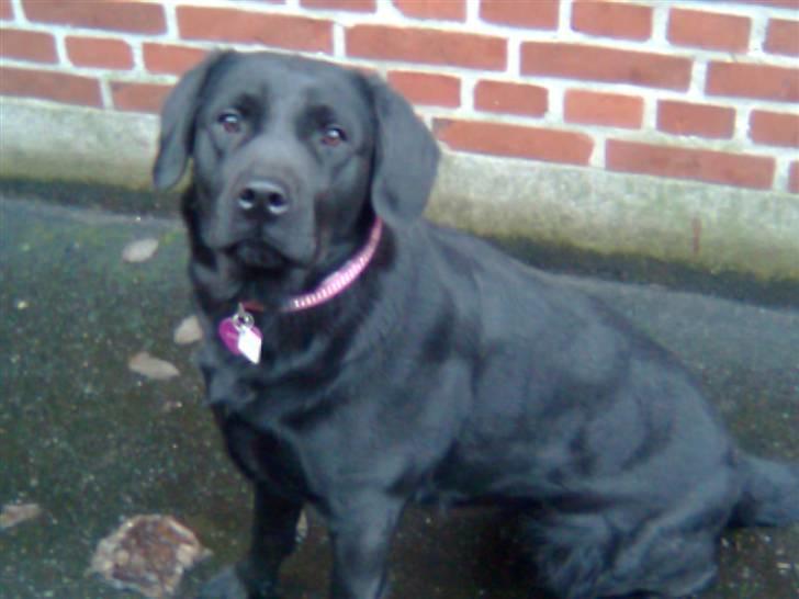 Labrador retriever Blacky billede 3