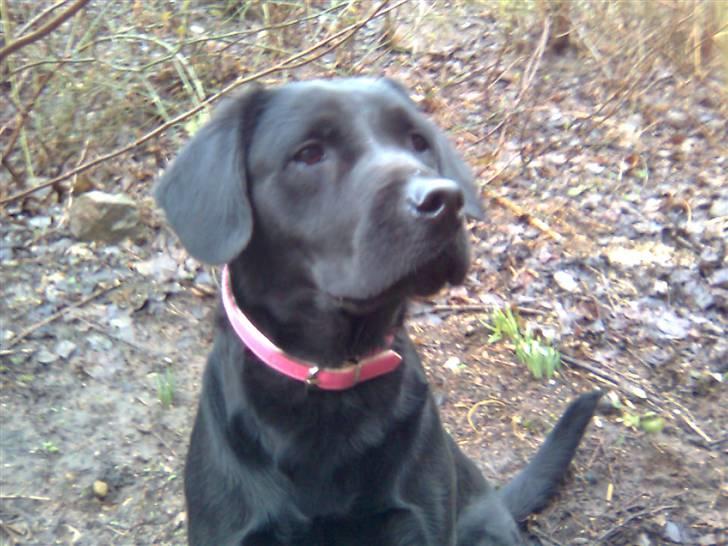 Labrador retriever Blacky billede 4