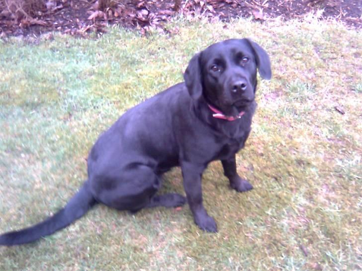 Labrador retriever Blacky billede 5