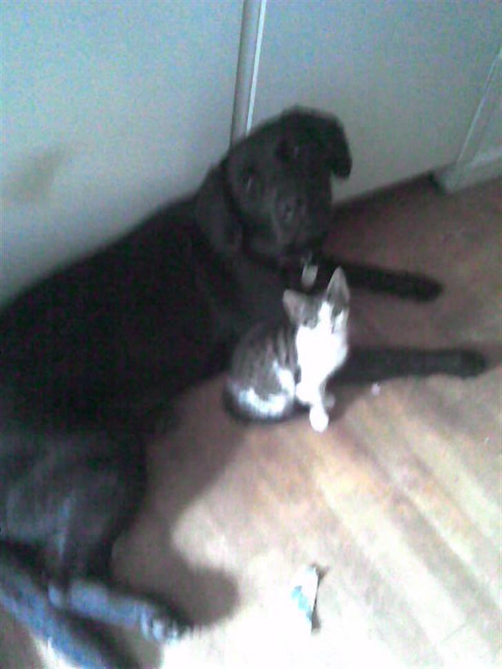 Labrador retriever Blacky billede 6