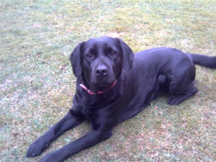 Labrador retriever Blacky billede 7
