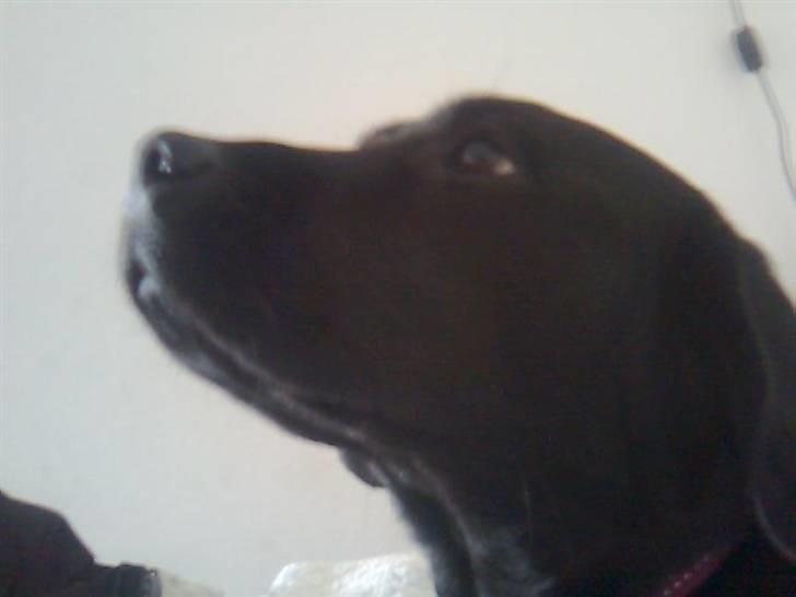 Labrador retriever Blacky billede 8