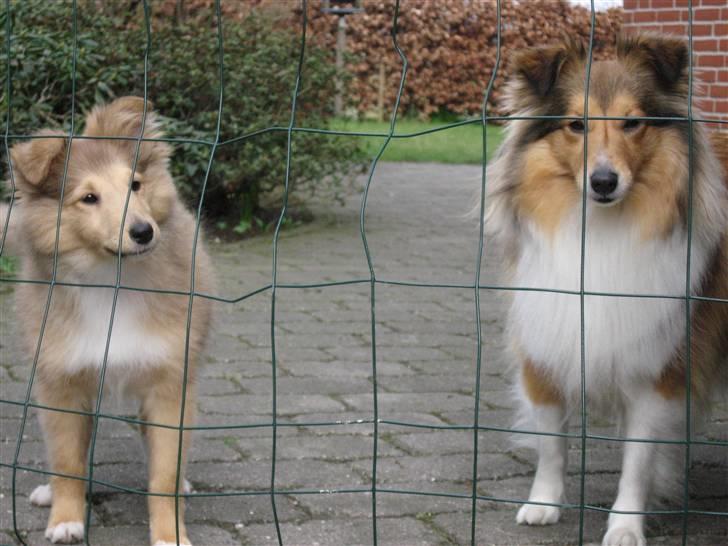 Shetland sheepdog Linda - NYT: D. 1 april 2009, Sonja og Linda billede 18