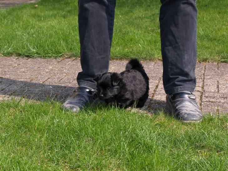 Blanding af racer Bamse billede 2