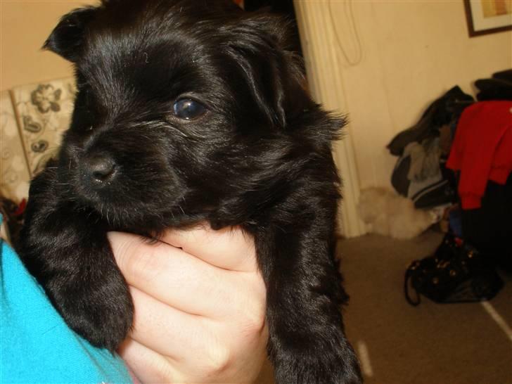 Blanding af racer Bamse billede 3