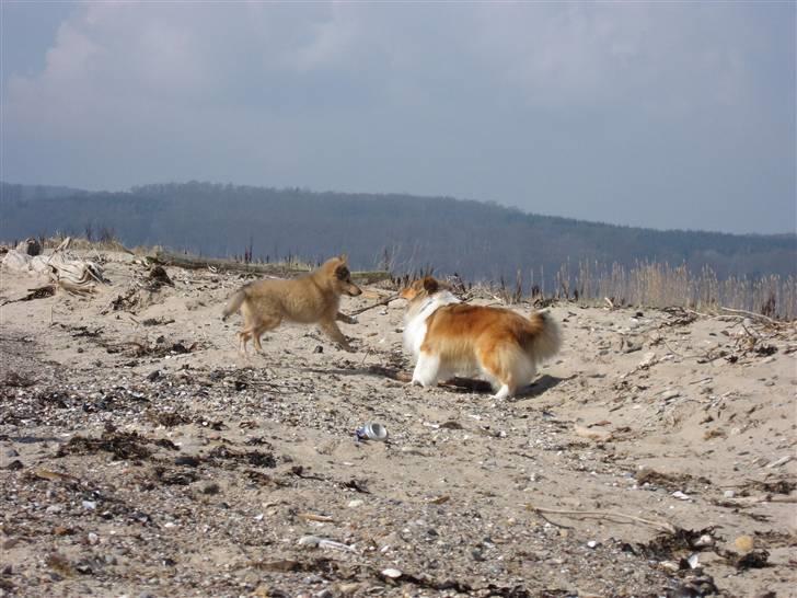 Shetland sheepdog Linda - D. 31 marts 2009 ved Rosenvold Strand billede 19