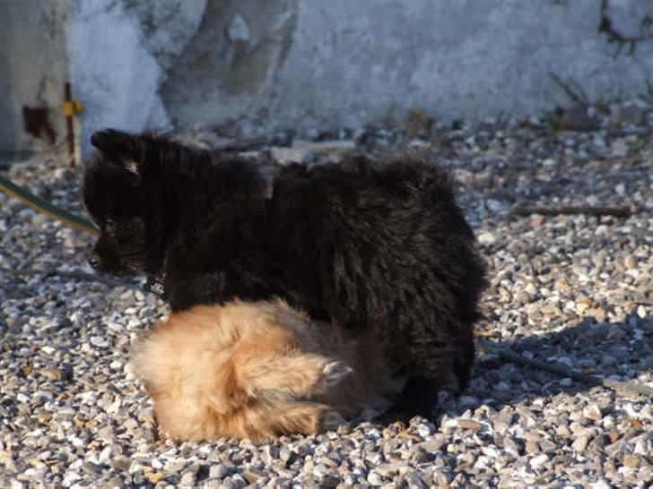 Blanding af racer Bamse billede 4