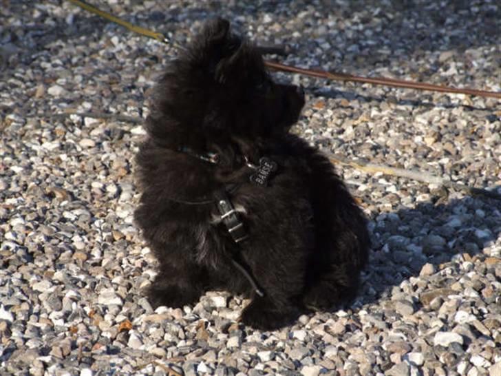 Blanding af racer Bamse billede 5