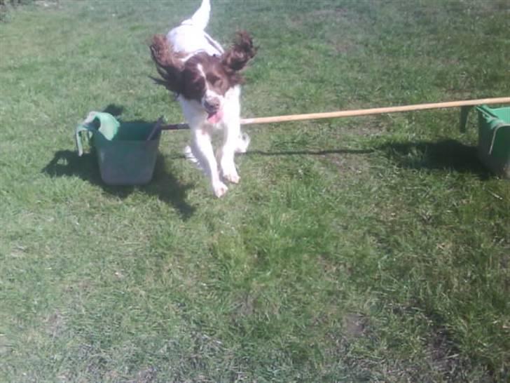 Engelsk springer spaniel Kalle billede 12