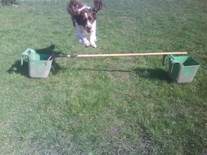 Engelsk springer spaniel Kalle billede 13