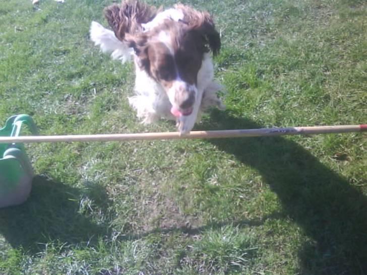 Engelsk springer spaniel Kalle billede 14