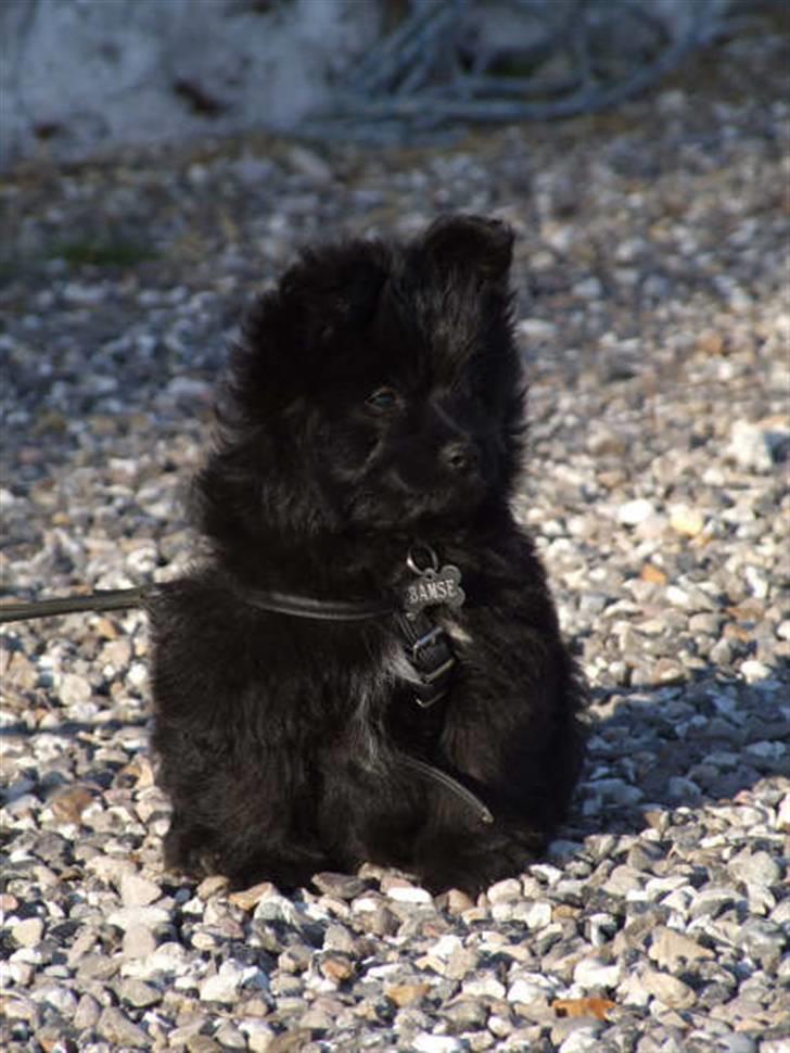 Blanding af racer Bamse billede 6