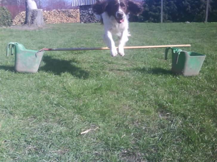 Engelsk springer spaniel Kalle billede 15