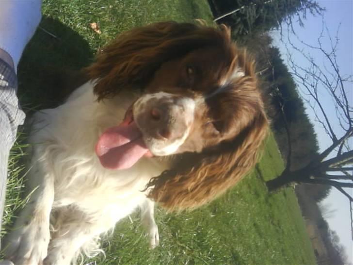 Engelsk springer spaniel Kalle billede 16