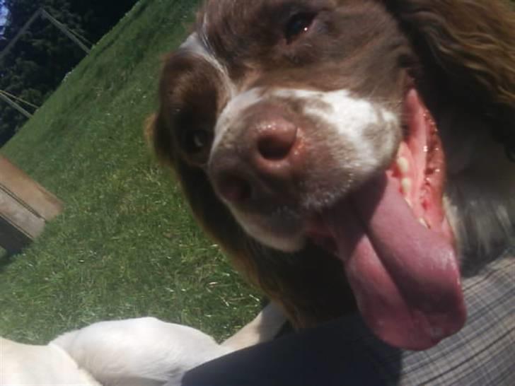 Engelsk springer spaniel Kalle billede 17