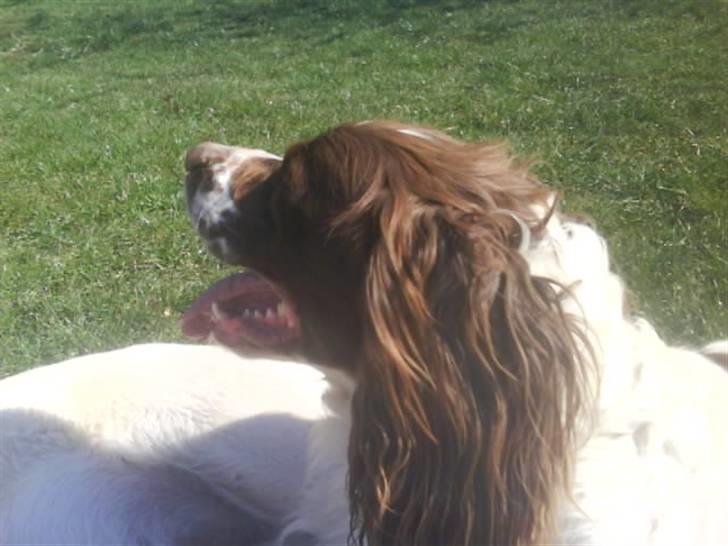 Engelsk springer spaniel Kalle billede 18