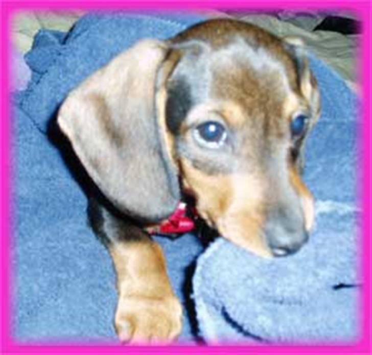 Gravhund Pernille - hvis jeg ikke bliver dækket til så gør jeg det da bare selv.... billede 7