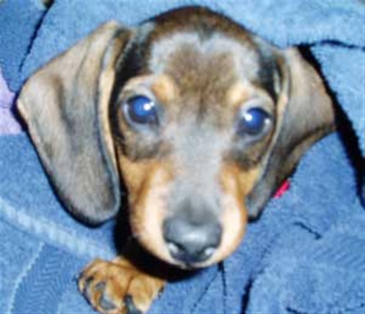 Gravhund Pernille - er jeg ikke bare sød billede 8