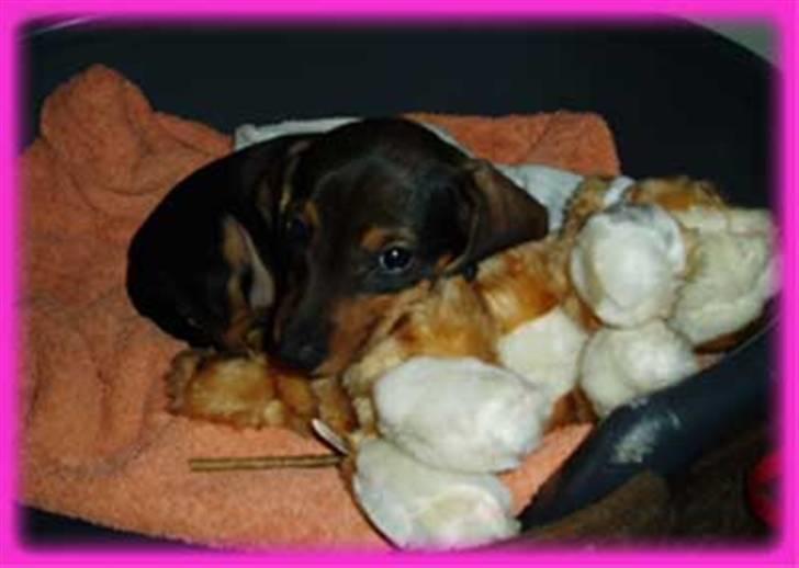 Gravhund Pernille - elsker mine tøjdyr billede 9