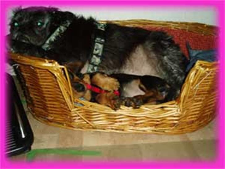 Gravhund Pernille - jeg elsker at putte i kurv med min bror Otto billede 10