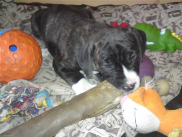 Blanding af racer Medina " Miss diva" - Mums den smager godt... :) billede 11