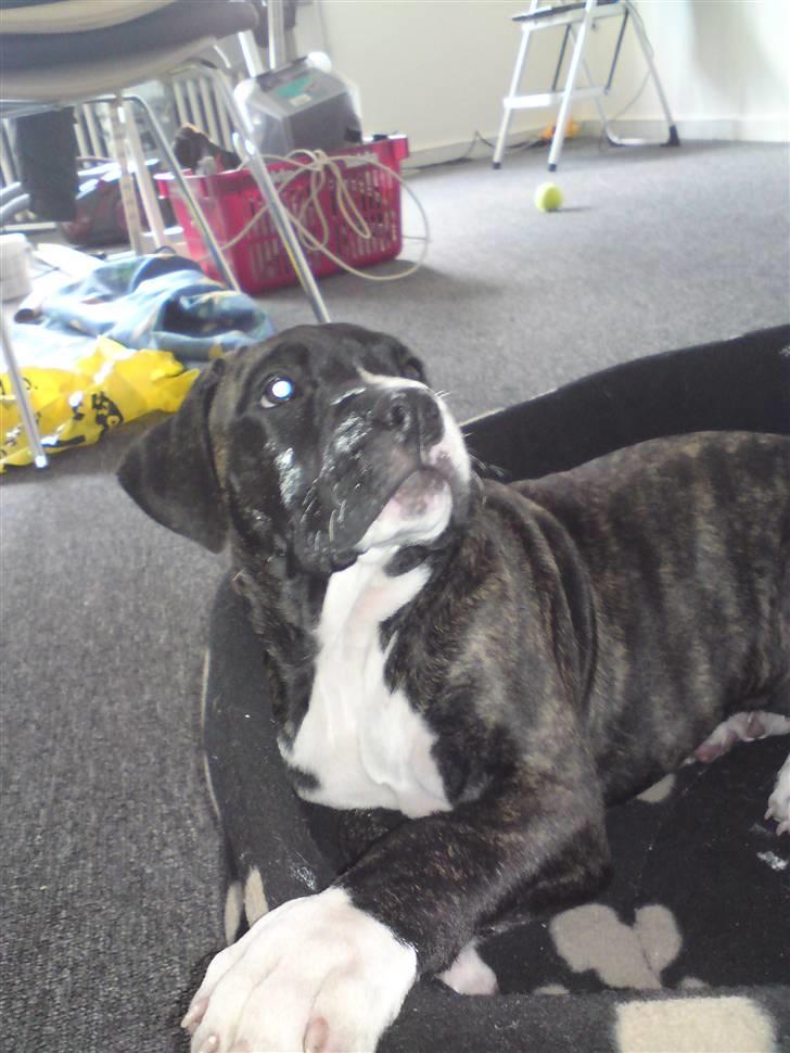 Blanding af racer Medina " Miss diva" - Så mor, er vi færdig med at male??? billede 12