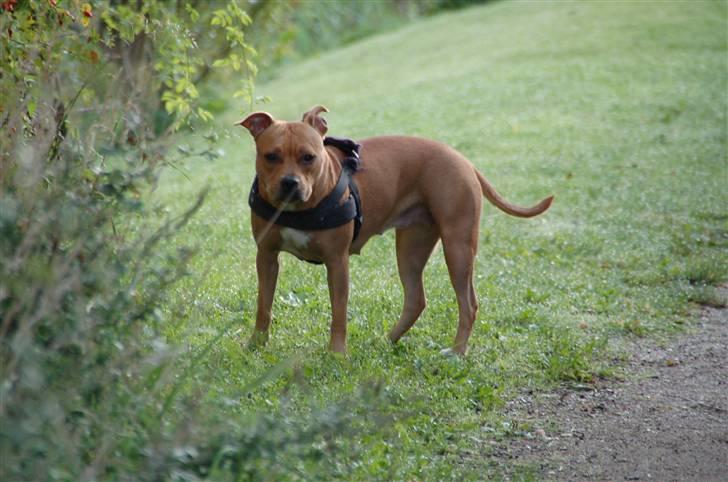 Amerikansk staffordshire terrier Frigg billede 15