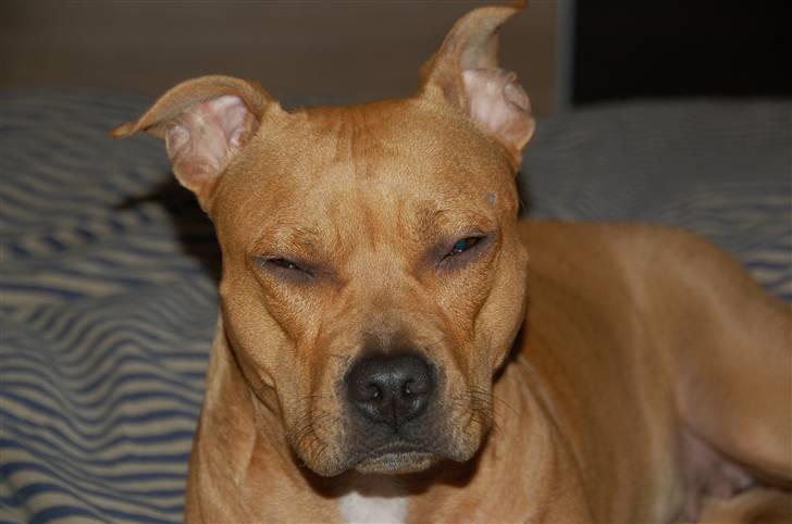 Amerikansk staffordshire terrier Frigg billede 16