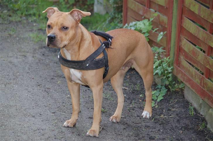 Amerikansk staffordshire terrier Frigg billede 17