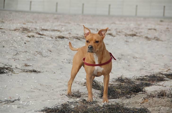 Amerikansk staffordshire terrier Frigg billede 18